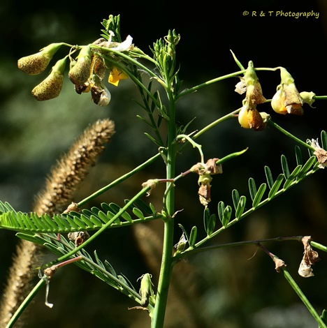 {Sesbania herbacea}